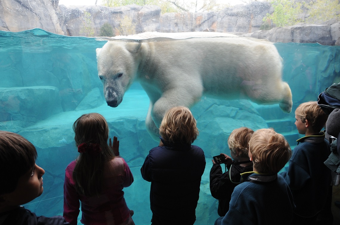 Why Zoos Are Necessary for Education | World Literature Blog